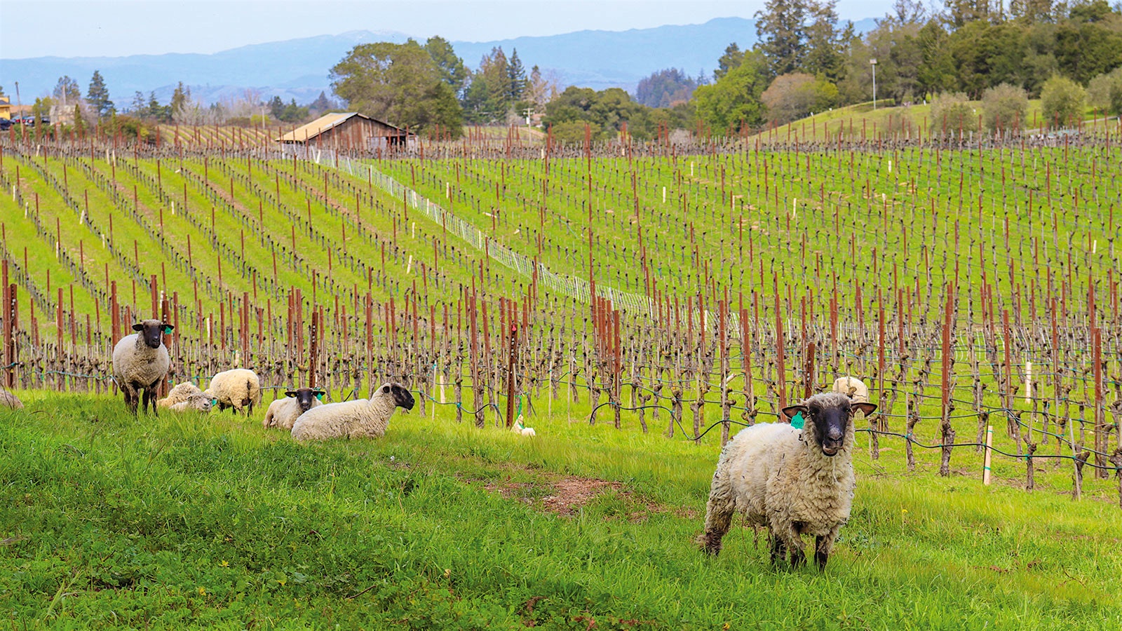 Sheep graze in Pinot Noir vineyards at Emeritus in the Russian River Valley, California.